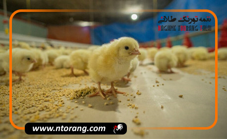 ویتامین های لازم در هفته اول پرورش جوجه گوشتی